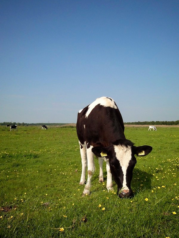 Bekijk hier de producten voor Abomasopexy